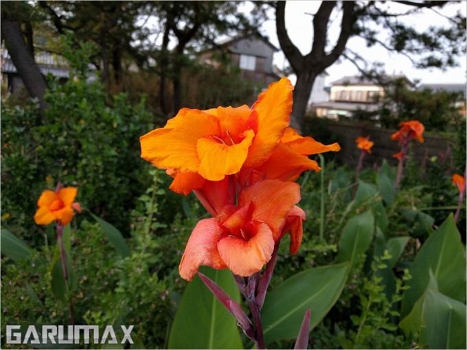 garumax-IMG_20151024_134004