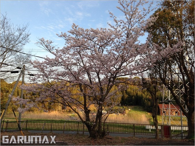 garumax-iPhone5-sakura (1) garumax-iPhone5-sakura (1)