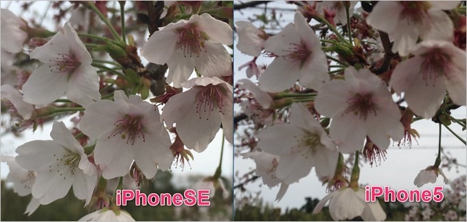 garumax-iPhoneSE-5-hikaku garumax-iPhoneSE-5-hikaku