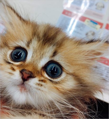 garumax-20160520_010609884_iOS