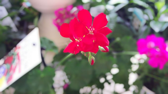 samurai-rei-Camera-1661 (3)