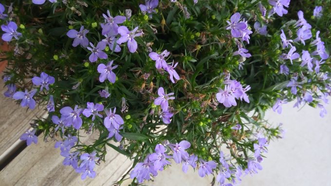 samurai-rei-Camera-1661 (4)