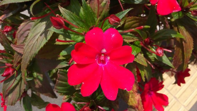 samurai-rei-Camera-1661 (5)