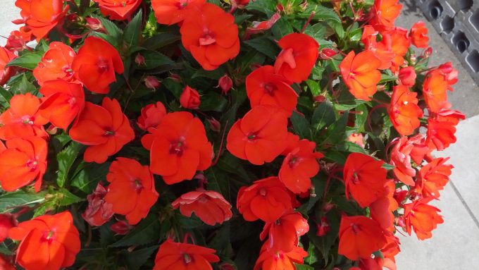 samurai-rei-Camera-1661 (6)