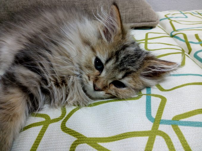 UHANSのS1で飼猫のジョコを撮影