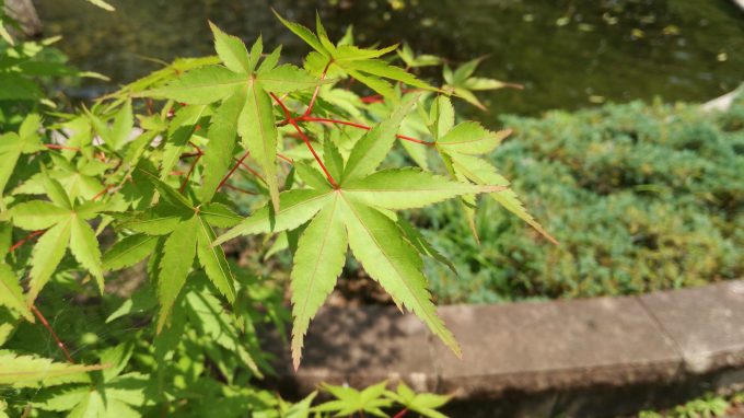 P9liteを三脚とスマホ固定台を利用してもみじを撮影