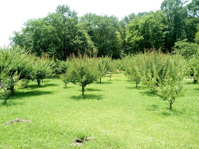 UHANSのS1で植物園で撮影