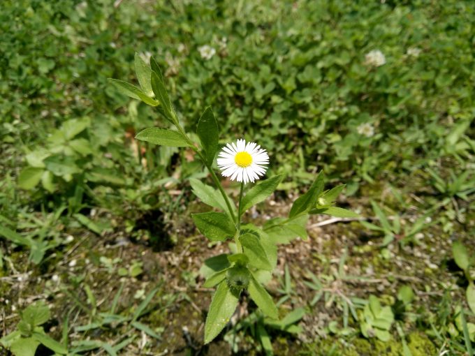 UHANSのS1で植物園で花を撮影