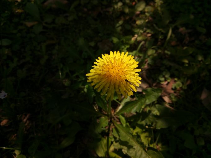 UHANSのS1で植物園でたんぽぽを撮影