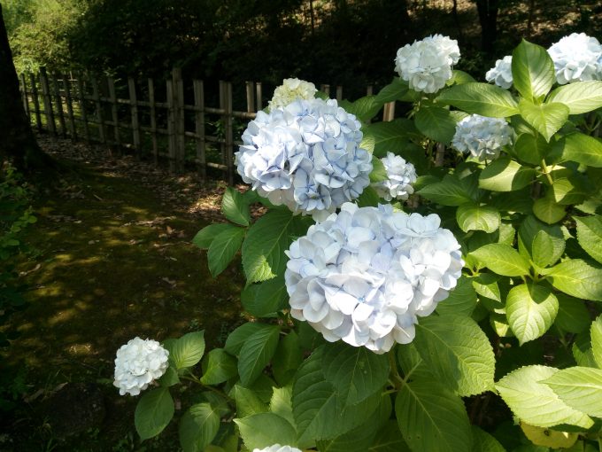 UHANSのS1で植物園であじさいを撮影