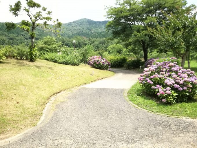 P9liteを三脚とスマホ固定台を利用して小道を撮影