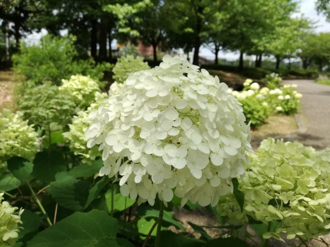 P9liteを三脚とスマホ固定台を利用してあじさいを撮影