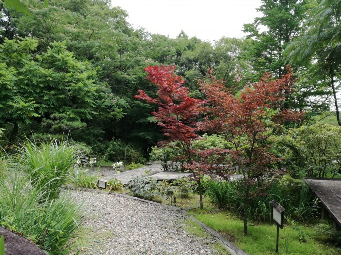 P9liteを三脚とスマホ固定台を利用して撮影