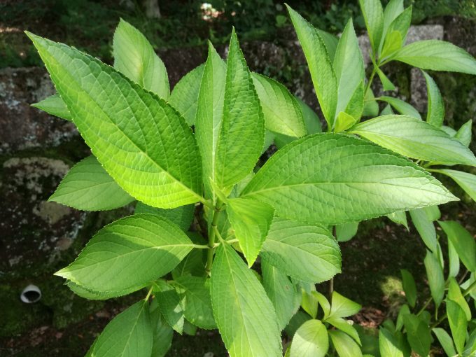 P9liteを三脚とスマホ固定台を利用して葉っぱを撮影