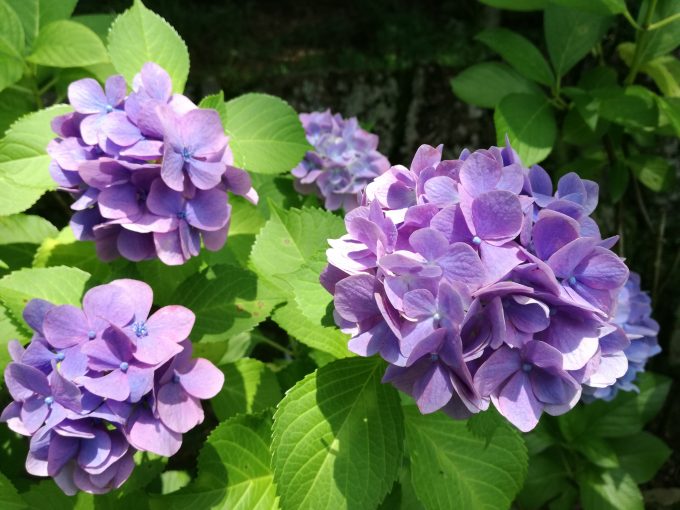 P9liteを三脚とスマホ固定台を利用して紫のあじさいを撮影