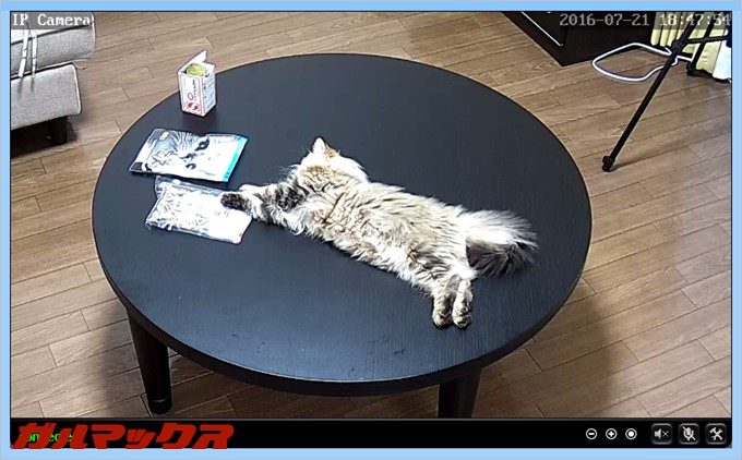 監視しているとテーブルで伸びていました