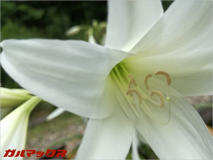 通常撮影ではこれ以上近づくとピンぼけ