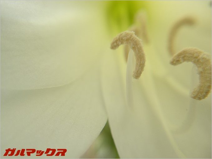 マクロレンズだとここまで近づけます