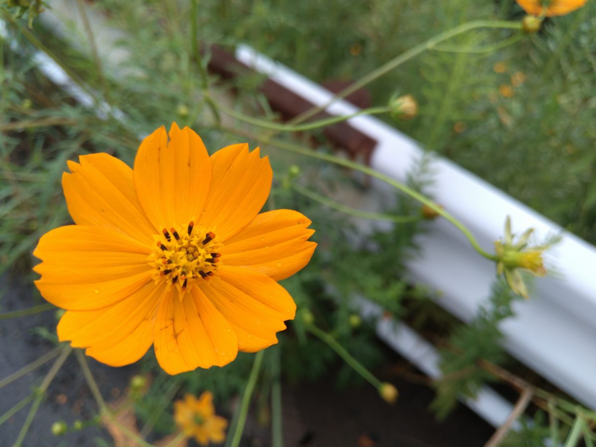 LeTV Leeco Le Max 2では風邪に揺れる花も的確にピントが合う