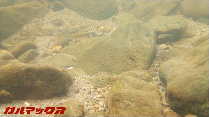 BV6000sで水中を撮影してみました