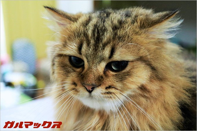 ジョコたん可愛いよぉぉぉおおおおお