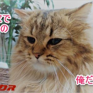 中古住宅を実質10％以上安く購入。家を買う前の考え方や値引き方法まとめ