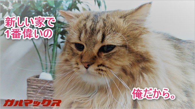 garumax-p_20161220_222513_vhdr_on