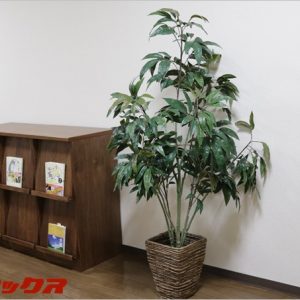 光触媒観葉植物を部屋に置いて空気清浄！オシャレ感もアップ！