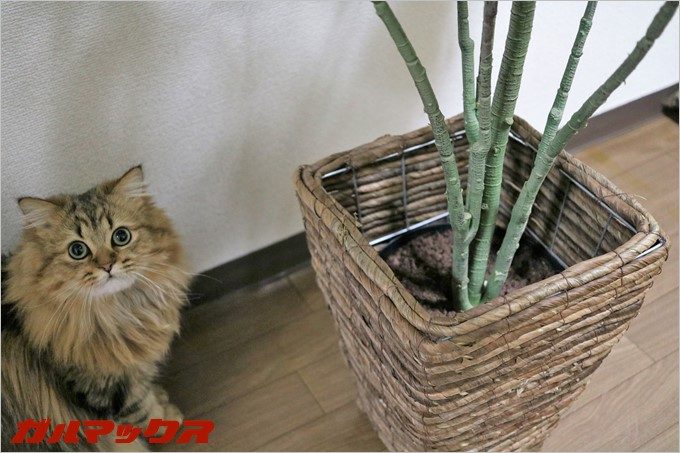 いつも猫パンチを打ち込みまくっているジョコさん。あ、このお洒落な入れ物もセットでした。