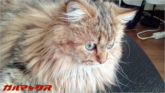 BLUBOO Edgeで飼い猫のジョコを撮影