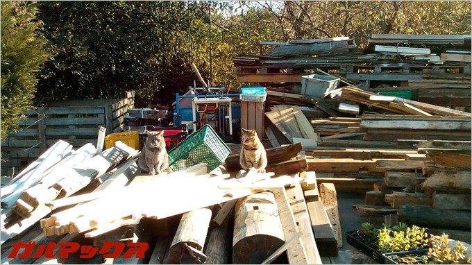 BLUBOO Edgeで野良猫を撮影