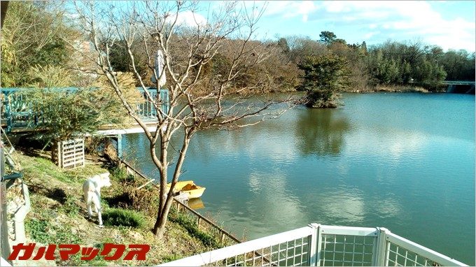 BLUBOO Edgeで池を撮影