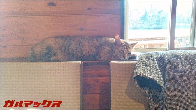 BLUBOO Edgeで逆行の猫ちゃんを撮影