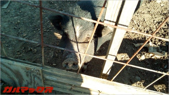 BLUBOO Edgeで豚さんの子供を撮影