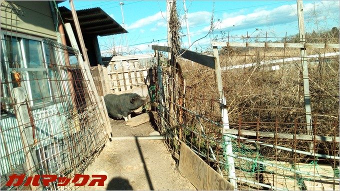 BLUBOO Edgeで豚さんを撮影