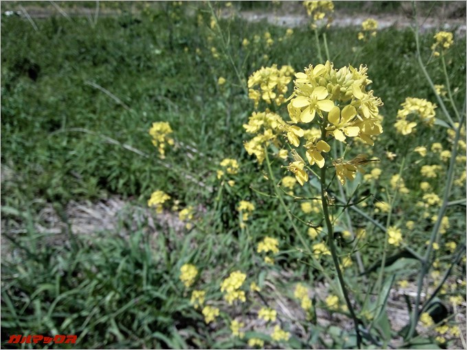 黄色い花もピントバッチリで撮影できます。