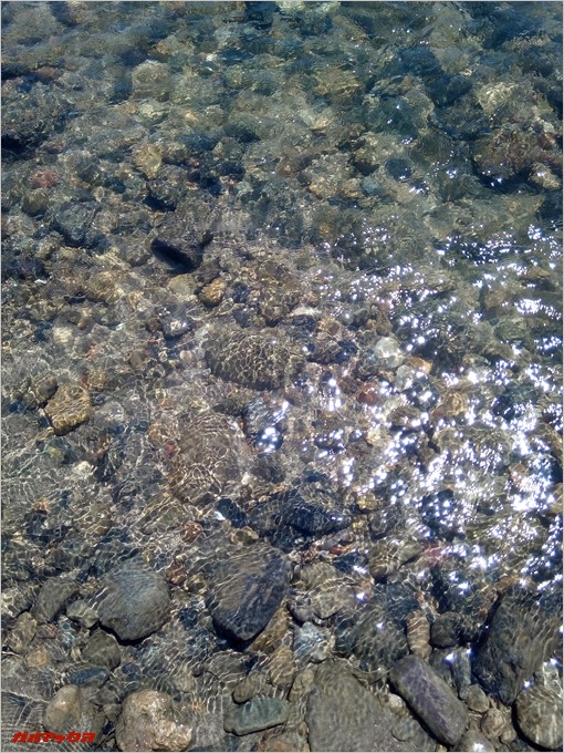 川の水辺を撮影。