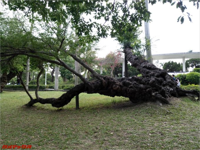 台南公園のでっかい木2。