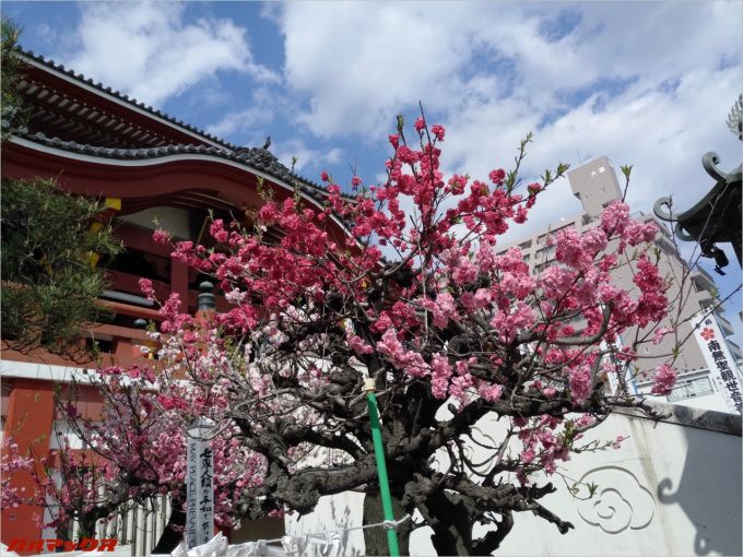 大須観音でピンクの花を撮影