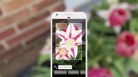 Google Lensで花を映すと名前を教えてくれる