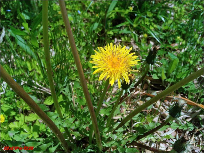 EveryPhone MEで撮影したたんぽぽ