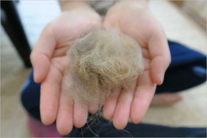 少しブラッシングしただけで非常に多くの抜け毛が取れました。