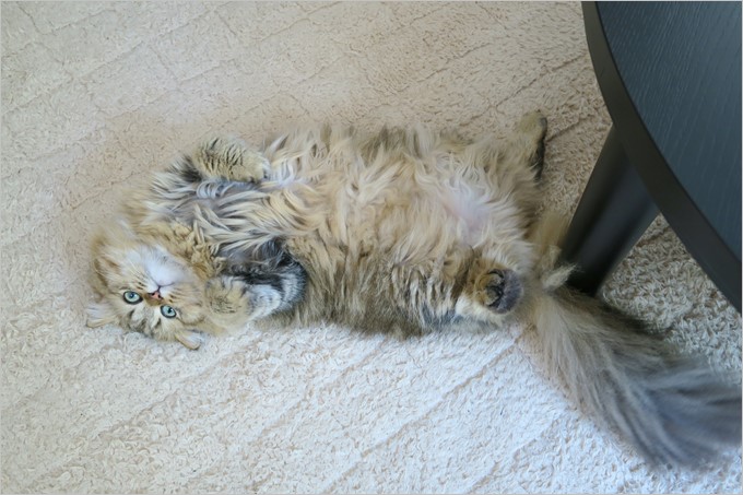 ファーミネーターのターゲットはジョコさん