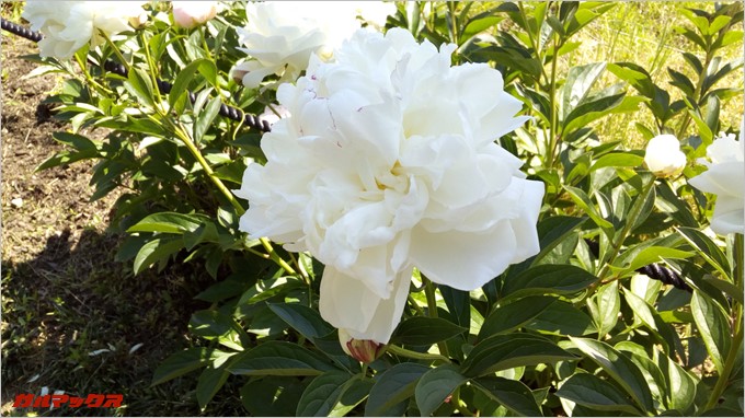 白いシャクヤク