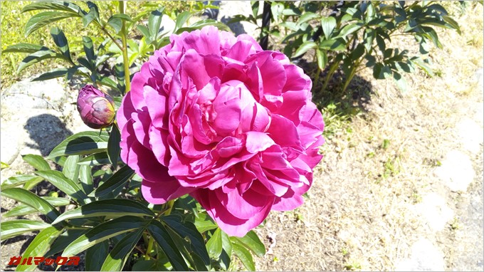 赤いシャクヤク