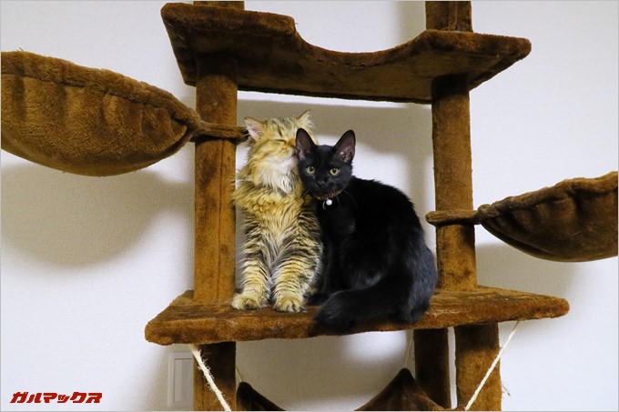 ジョコ編集長とピヤン副編集長。