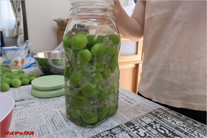 梅がヒタヒタになるくらいにお酒を詰め込みます