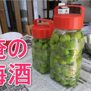 自家製梅酒作りで用意するものや作り方。仕込み手順は超簡単でした