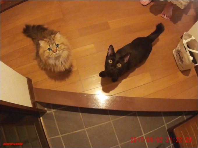 AUTO-VOX D1で薄暗い場所での写真撮影