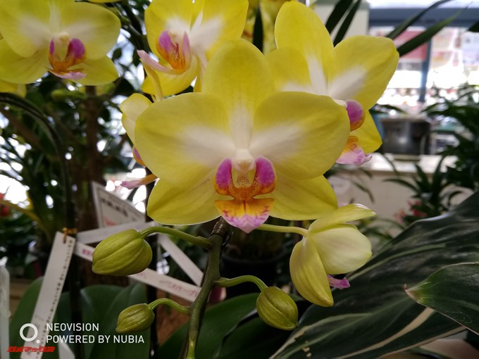 nubia Z17 liteのマクロモードで撮影した写真